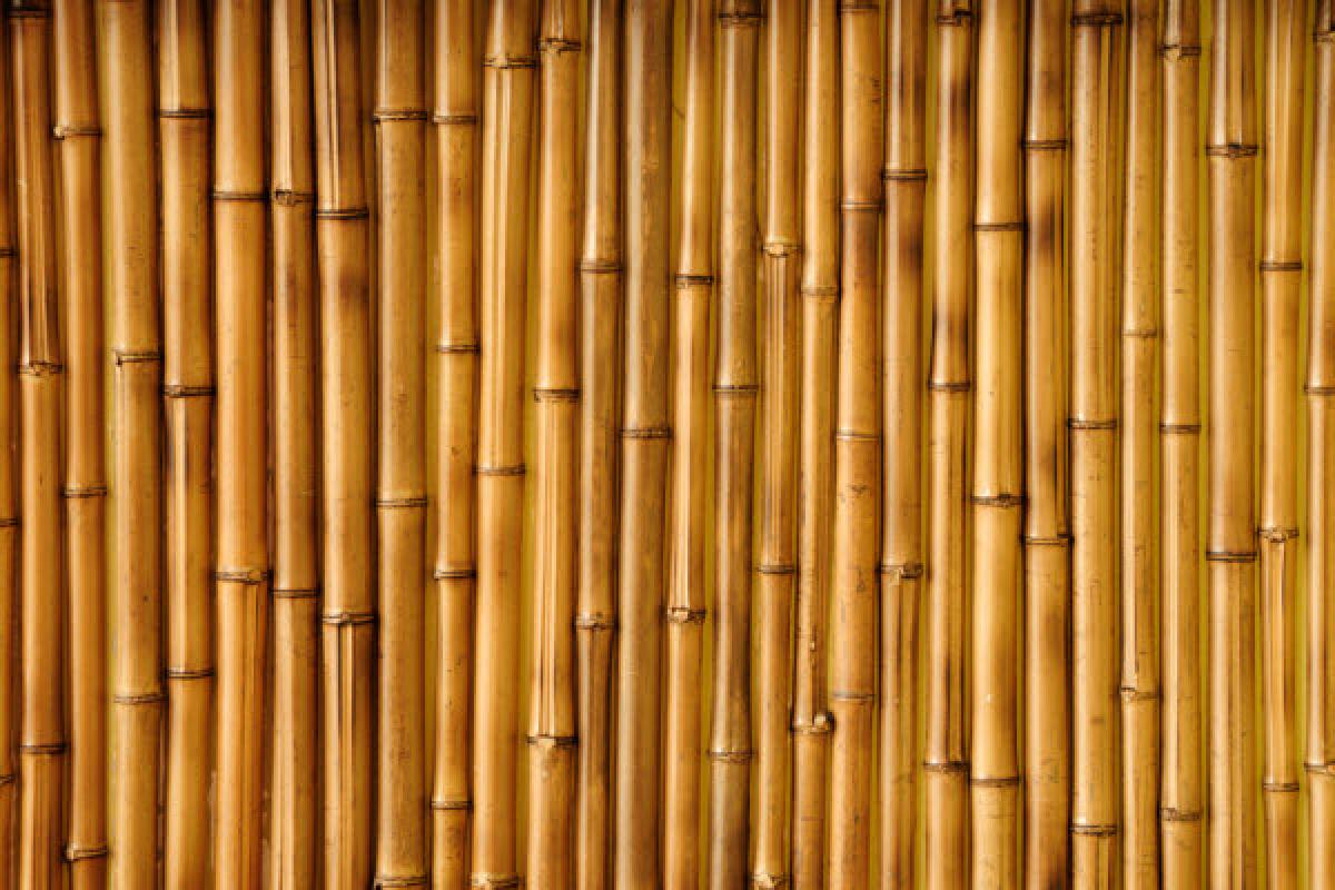 Matériaux rapidement renouvelables : bambou ou solution de remplacement ?