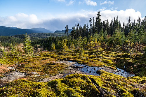 La Forêt Montmorency - Crédit : Université Laval