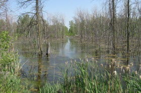  Le terrain visé par le bail présente une diversité d'habitats qui en font un site d'intérêt écologique pour la création d'un parc-nature. Crédit: Technoparc Montréal 