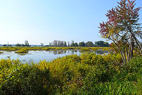 À proximité du chemin de Grande Presqu'île dans le parc national de Plaisance, Québec. – Photo de Cantons-de-l’Est - Wikimedia commons – CC BY-SA 4.0