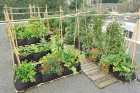 Exemple d'agriculture urbaine sur un toit - Photo de la Ville de Candiac