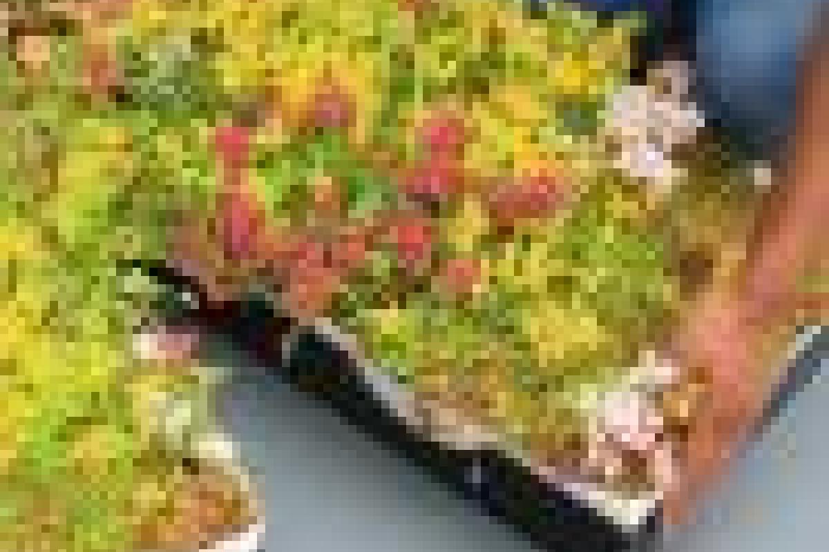 Système de modules végétalisés pour toitures vertes LiveRoof.