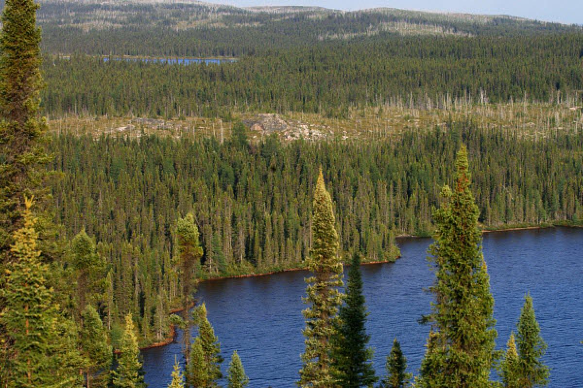 Lancement du Programme d'aménagement durable des forêts
