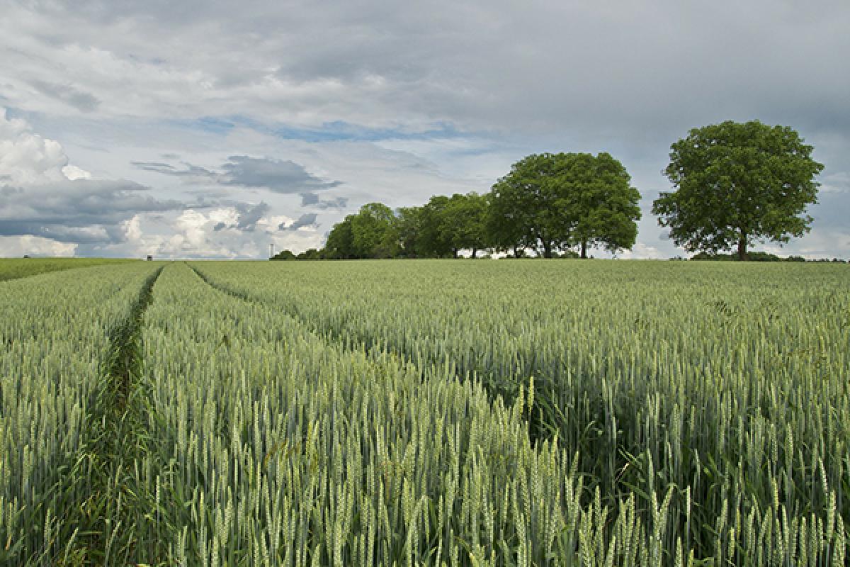 Rive-Sud : une fiducie foncière agricole pour freiner le développement immobilie