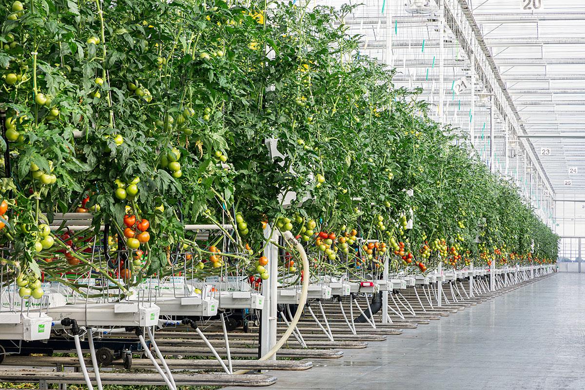 L’une des plus grandes serres de fruits et légumes au Québec sera construite à Lévis. Crédit : Les Productions Horticoles Demers