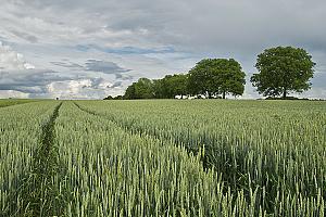 Rive-Sud : une fiducie foncière agricole pour freiner le développement immobilie