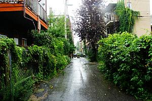 Le Plateau-Mont-Royal s'engage pour le développement durable
