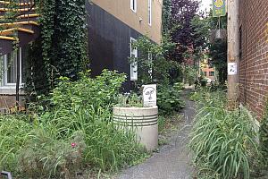 14 nouvelles ruelles vertes sur le Plateau-Mont-Royal