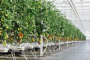 L’une des plus grandes serres de fruits et légumes au Québec sera construite à Lévis. Crédit : Les Productions Horticoles Demers