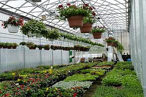 Jardinerie du Canton : inauguration des nouvelles serres à Leeds